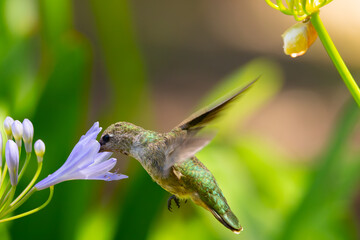 Extremely close view of an Anna’s hummingbird flying, seen in North California