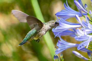 Extremely close view of an Anna’s hummingbird flying, seen in North California