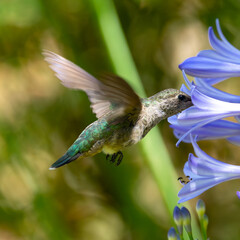 Extremely close view of an Anna’s hummingbird flying, seen in North California