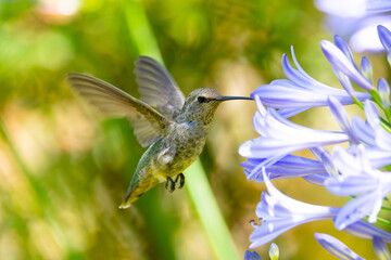 Extremely close view of an Anna’s hummingbird flying, seen in North California
