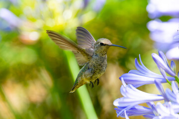 Extremely close view of an Anna’s hummingbird flying, seen in North California