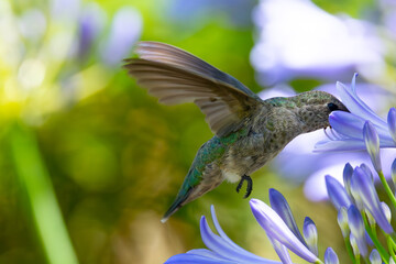Extremely close view of an Anna’s hummingbird flying, seen in North California