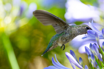 Extremely close view of an Anna’s hummingbird flying, seen in North California