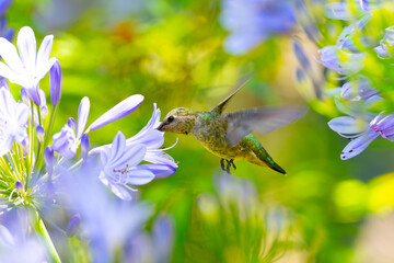 Extremely close view of an Anna’s hummingbird flying, seen in North California
