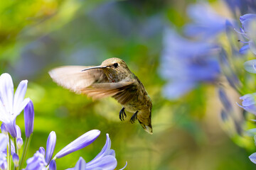 Extremely close view of an Anna’s hummingbird flying, seen in North California