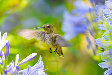 Extremely close view of an Anna’s hummingbird flying, seen in North California
