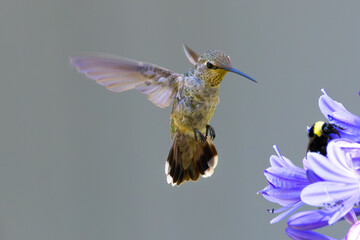 Extremely close view of an Anna’s hummingbird flying, seen in North California