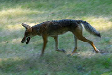 Panning view of a coyote on the move, seen  in the wild in North California