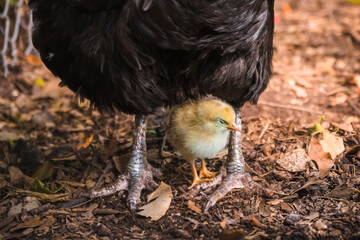 Baby chick asleep by hen's feet