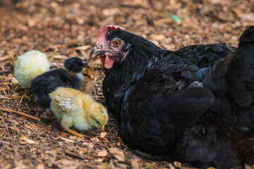 Mama hen with baby chicks