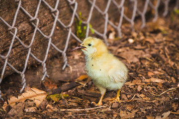 Baby Chick eating a Worm