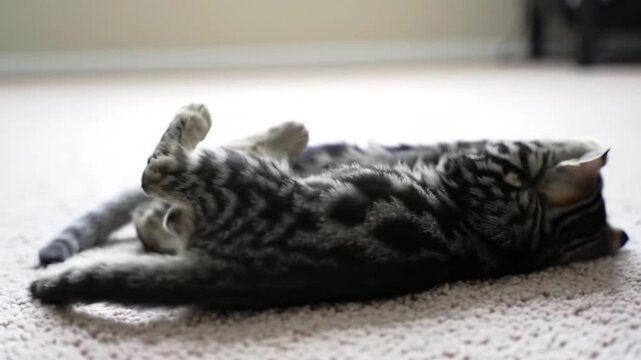 Isolated black cat sleeping on a textured fabric, like a warm, hand-knitted blanket