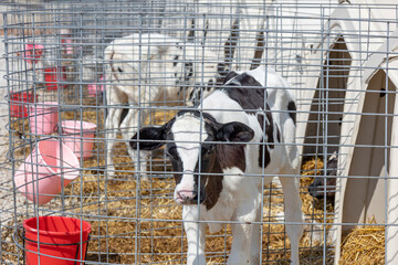 A Holstein dairy calf behind a fence in the yard of it's hutch with another calf in the background. 