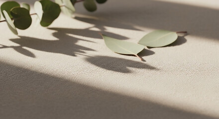 A minimalist white pedestal against a soft green backdrop with a leaf shadow.