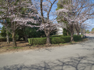 Fototapeta premium 桜のある公園