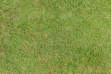 Overhead Close-up Green Dense Turf Field Lawn Grass Texture