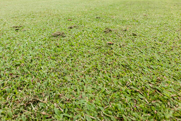 Close Up Fresh Green Grass Field Perspective Outdoor Lawn