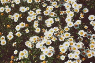 This vibrant image showcases a flourishing field filled with blooming white daisies, each adorned...