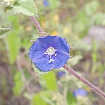 blue flowers caatinga 