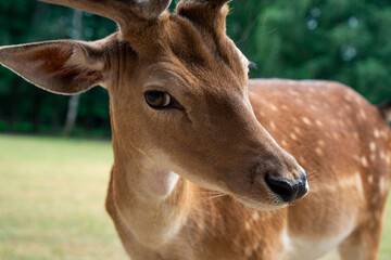 A deer with a white face and brown body is standing in a grassy field