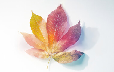 Colorful autumn leaves in gradient hues on white background.