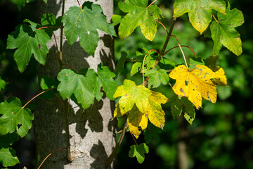 A tree with green leaves and yellow leaves