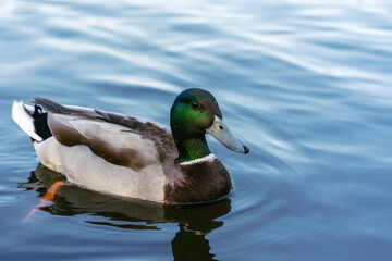 duck in water