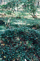 A bunch of ivy plants are growing in a forest
