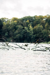 A body of water with a few branches floating on top