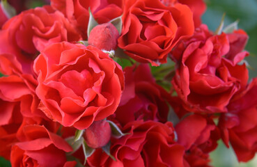 Red bush rose flower on blurred background
