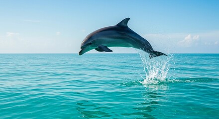Fototapeta premium A dolphin leaping from turquoise water under a clear sky