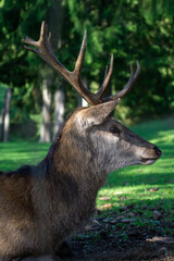 A deer is laying down in the grass with its head up