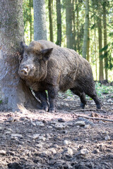 a wild boar rubs itself against a tree in the forest