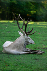 A deer is laying down in a grassy field