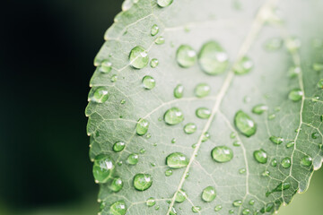 A leaf with water droplets on it