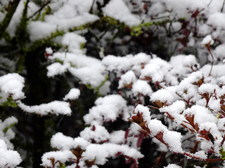 雪が積もる植物