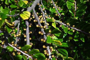 Eurya emarginata leaves and berries. Pentaphylacaceae evergreen shrub beach plants. The leaves are...