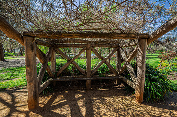 Rustic Park Bench Under Tangled Vines