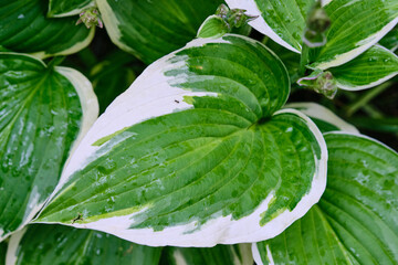 Bright green and white hosta leaves thriving in a garden during the summer months