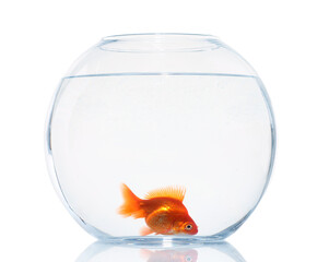 Gold fish swimming in aquarium with clean water isolated on white