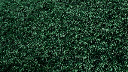 Verdant Rhythm