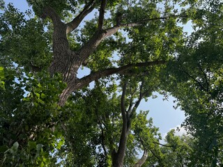 Beautiful tree with green leaves outdoors, low angle view