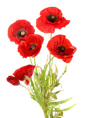 Fototapeta premium Bright red poppy flowers on white background. Meadow plant