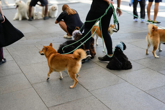 The image shows a group of people walking several dogs of different breeds on leashes, outdoors on a sunny day