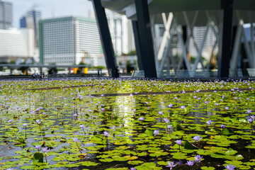 Contemporary Architecture Near a Lotus Pond in an Urban Cityscape