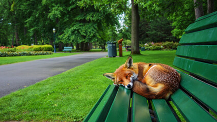 Fototapeta premium Fox sleeping on bench, green city park, quiet moment in nature, urban animal rest, peaceful wildlife, summer morning, coexistence in public space, adaptive species, open air nap
