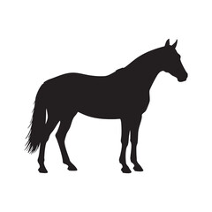 Obraz premium Black horse silhouette isolated on white background