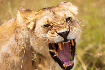 Tight shot of an angry lioness showing teeth on an African Safari