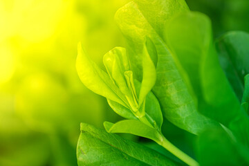 Close-up of vibrant green leaves with soft sunlight in the background, showcasing natural freshness...