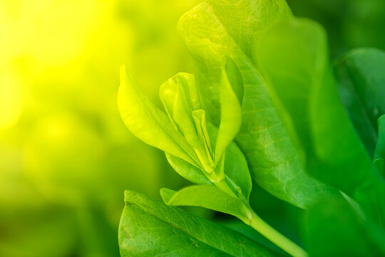 Fototapeta Close-up of vibrant green leaves with soft sunlight in the background, showcasing natural freshness and growth, ideal for themes related to nature, ecology, organic farming, and plant life.